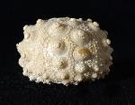 Hemicidaris intermedia (FLEMING 1828) - Bild © FossNet FossilienStore